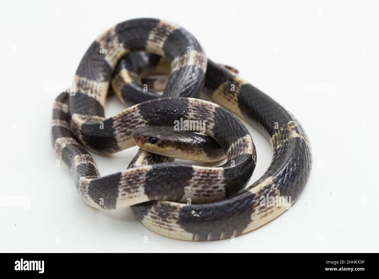 Sehr giftige, Malayan krait oder blauer Krait (Bungarus candidus) auf weißem Hintergrund Stockfoto