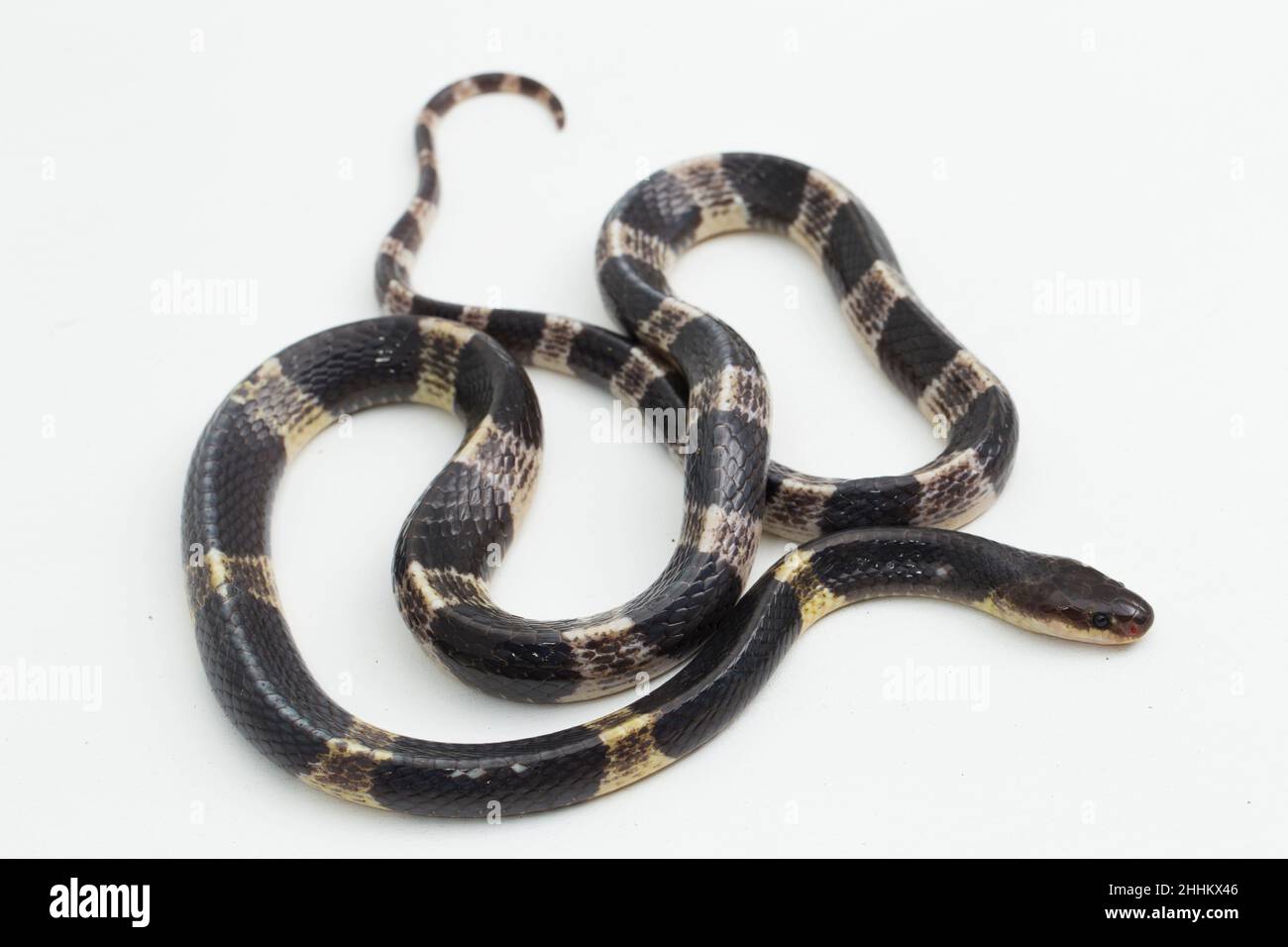 Sehr giftige, Malayan krait oder blauer Krait (Bungarus candidus) auf weißem Hintergrund Stockfoto