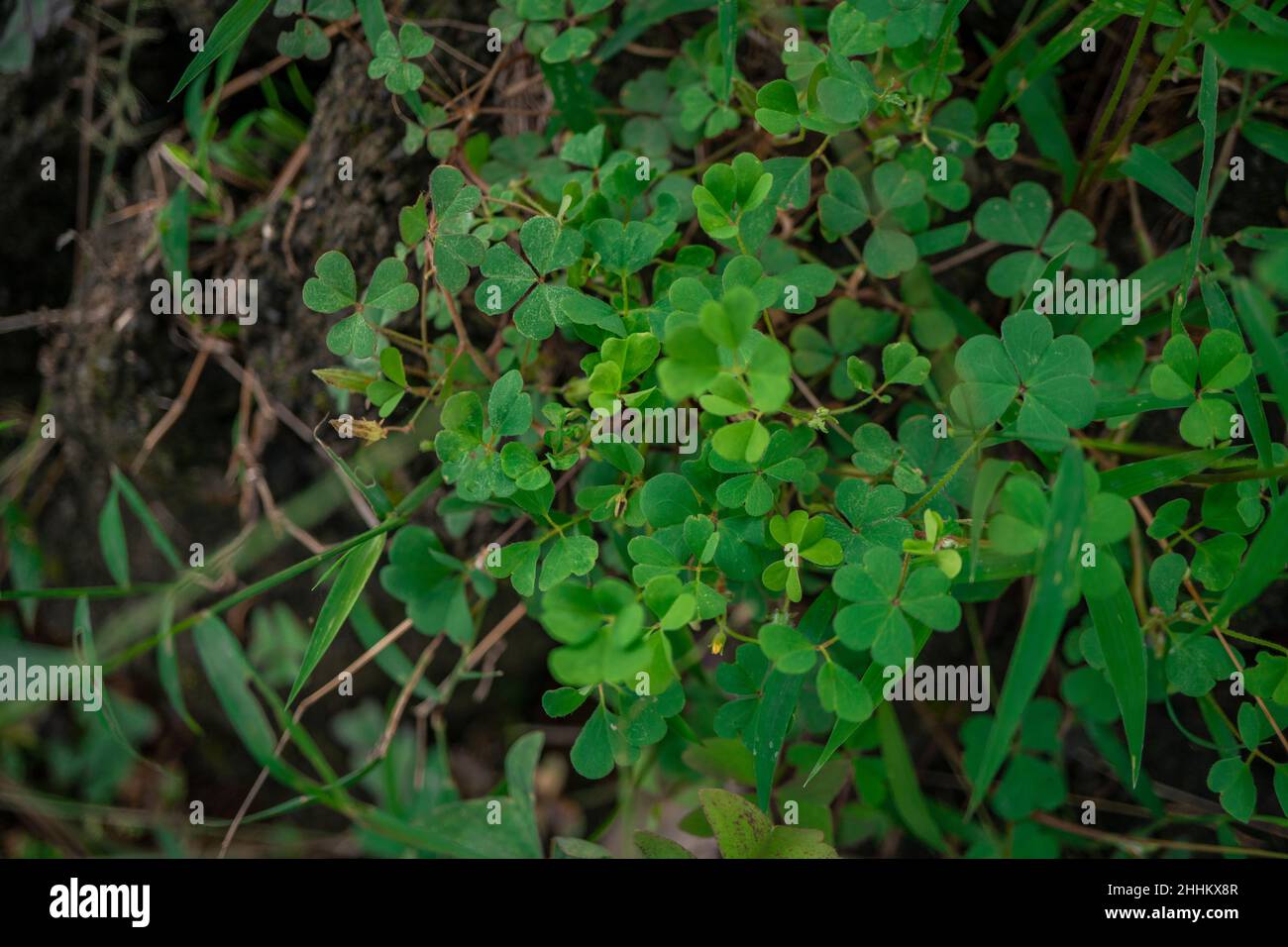 Makro-Foto von drei Blatt Kleeblatt auf dem Park im Frühling. Die Fotos sind perfekt für Broschüre, Naturplakat, Naturförderung und Reisende. Stockfoto