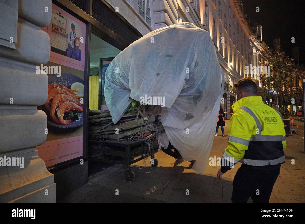 Regenwaldbäume, von denen einige 5m hoch und voll belaubt sind, kommen mit einem beheizten arktischen Lastwagen zur Vorbereitung auf die Green Planet AR Experience in der Regent Street 55 in London an. Bilddatum: Montag, 24. Januar 2022. Stockfoto