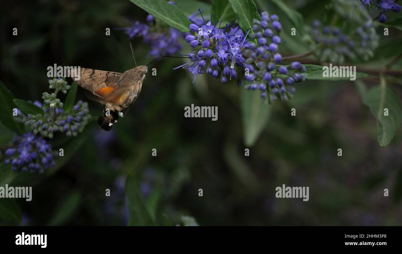 Ein Hummel-Insekt sammelt im Garten fleißig Nektar aus violetten Blüten. Schnelle Bewegung der Flügel Stockfoto