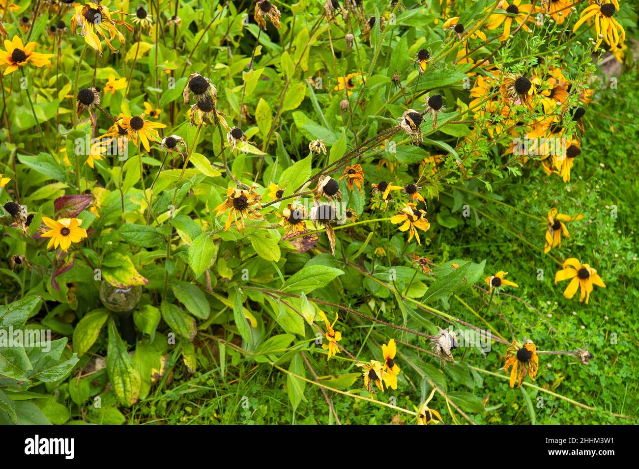 Verwelkte gelbe Kegelblumen, im Sommer Nahaufnahme im Freien Stockfoto