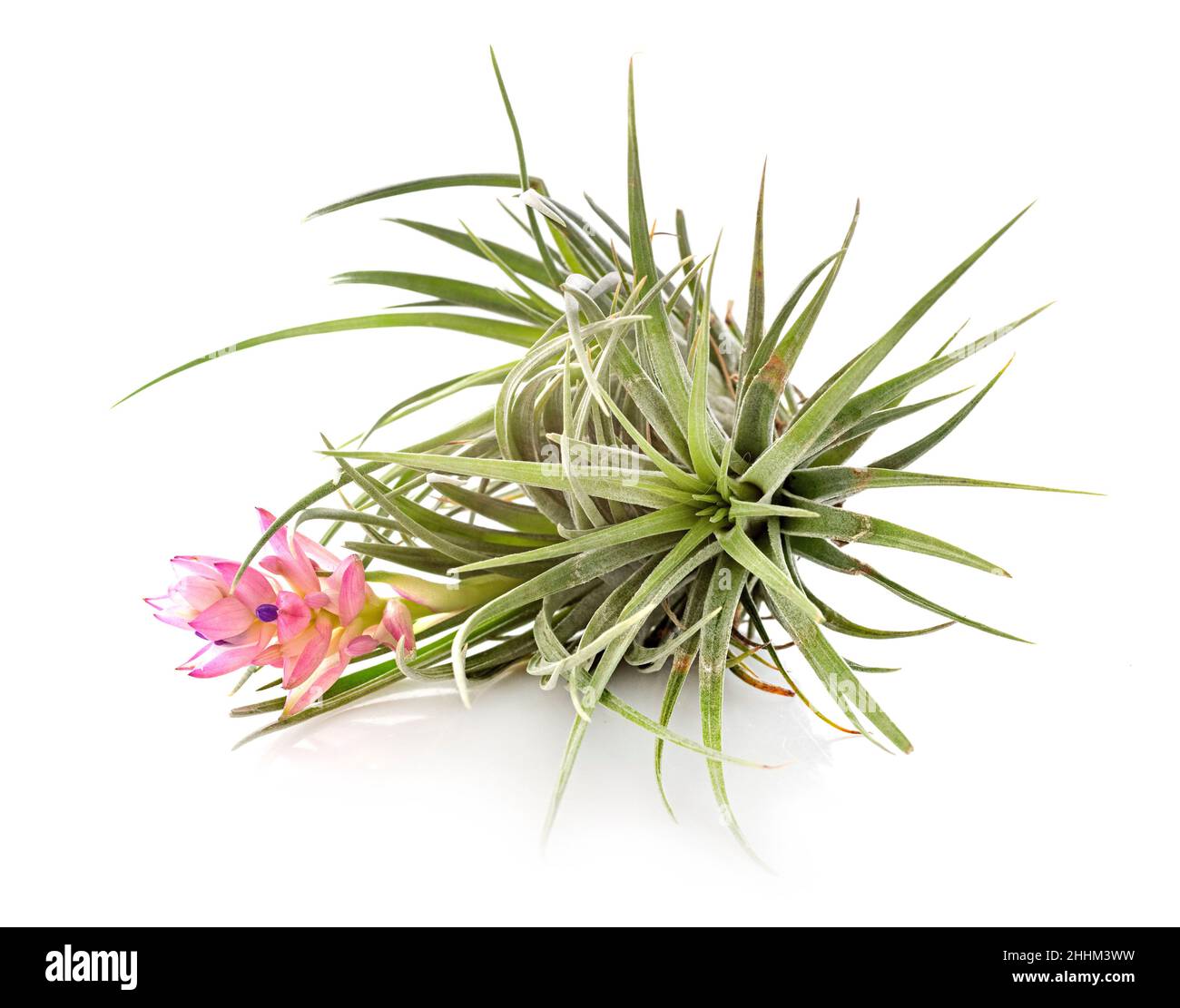 tillandsia Pflanze vor weißem Hintergrund Stockfoto