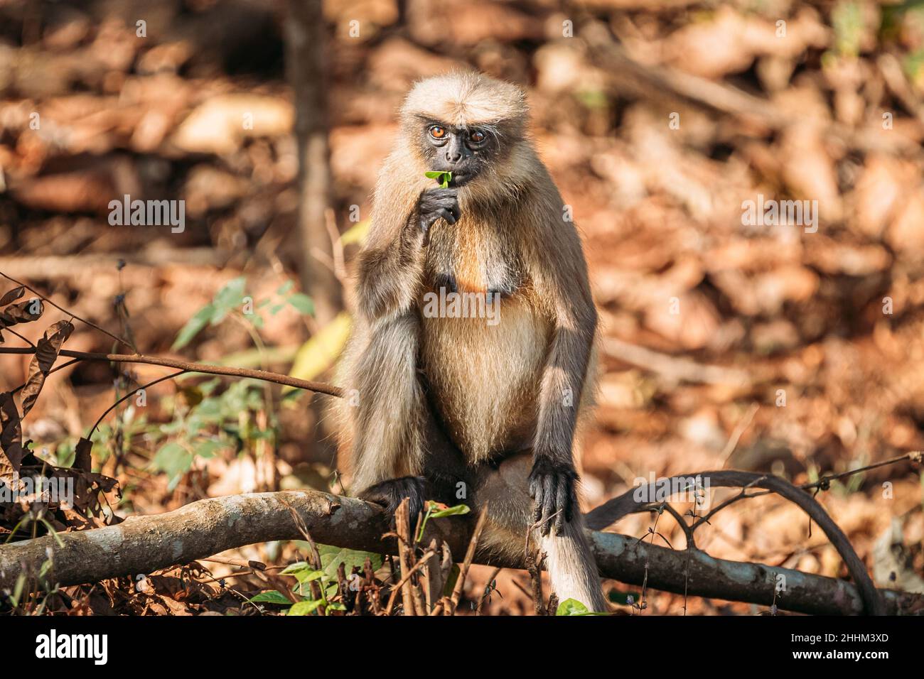 Goa, Indien. Grauer Langur-Affe frisst frische Blätter, die auf Einem Zweig auf Waldboden sitzen Stockfoto