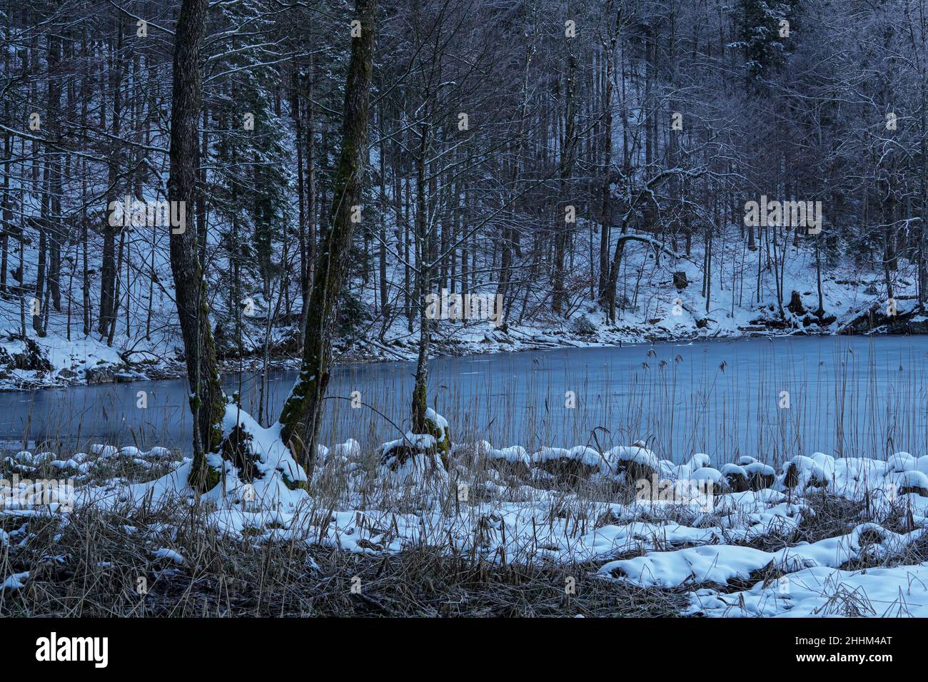 Winterlandschaft am Ufer des teilweise eisbedeckten Alpsees in Schwangau, Bayern. Stockfoto