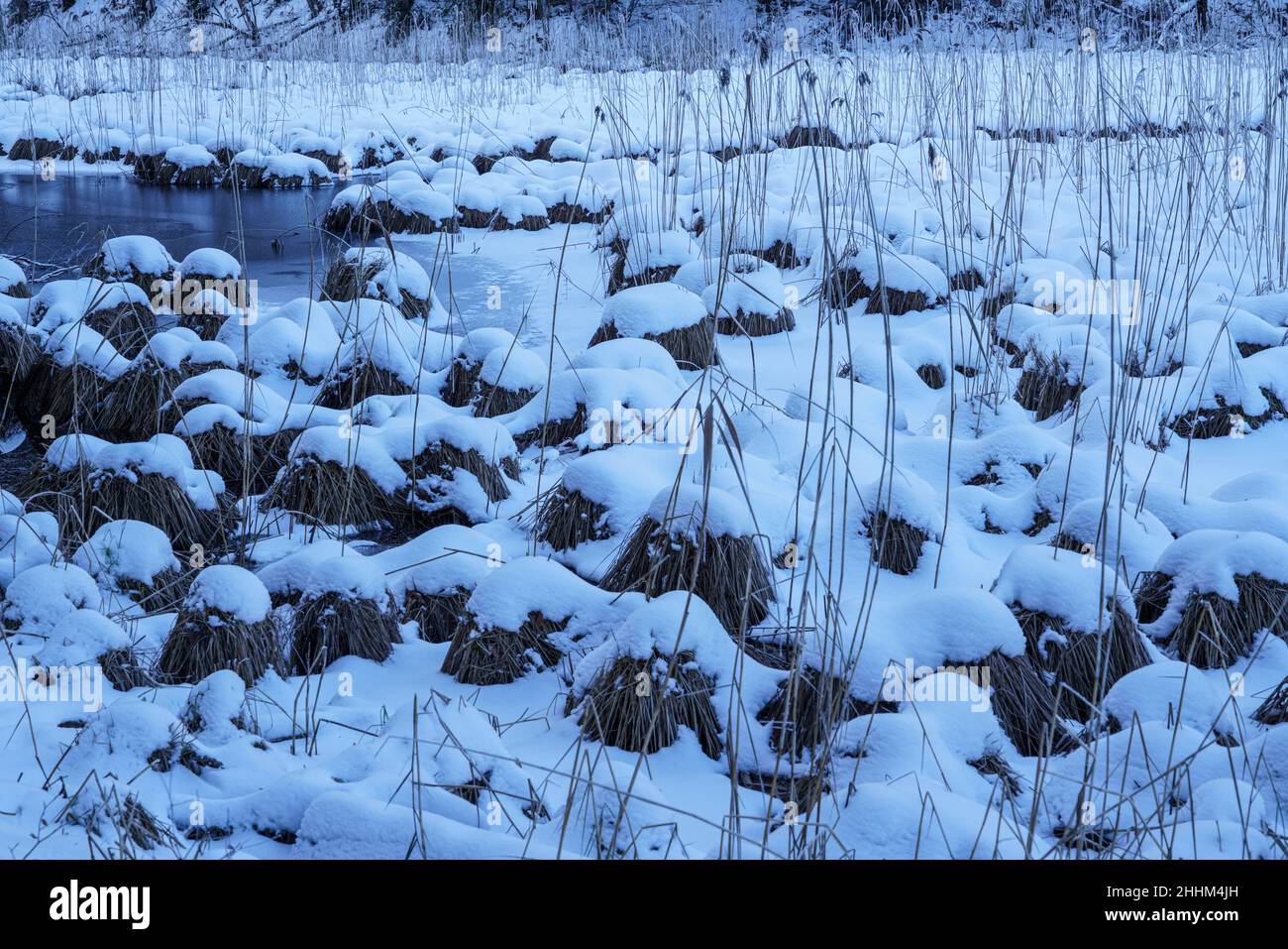 Winterlandschaft am Ufer des teilweise eisbedeckten Alpsees in Schwangau, Bayern. Stockfoto