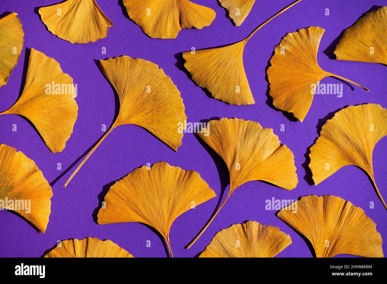 Pflanze aus der Jurazeit Ginkgo Biloba. Gelbe Blätter auf einem lila sehr peri Hintergrund. Herbstblatt von Ginkgo aus nächster Nähe. Stockfoto