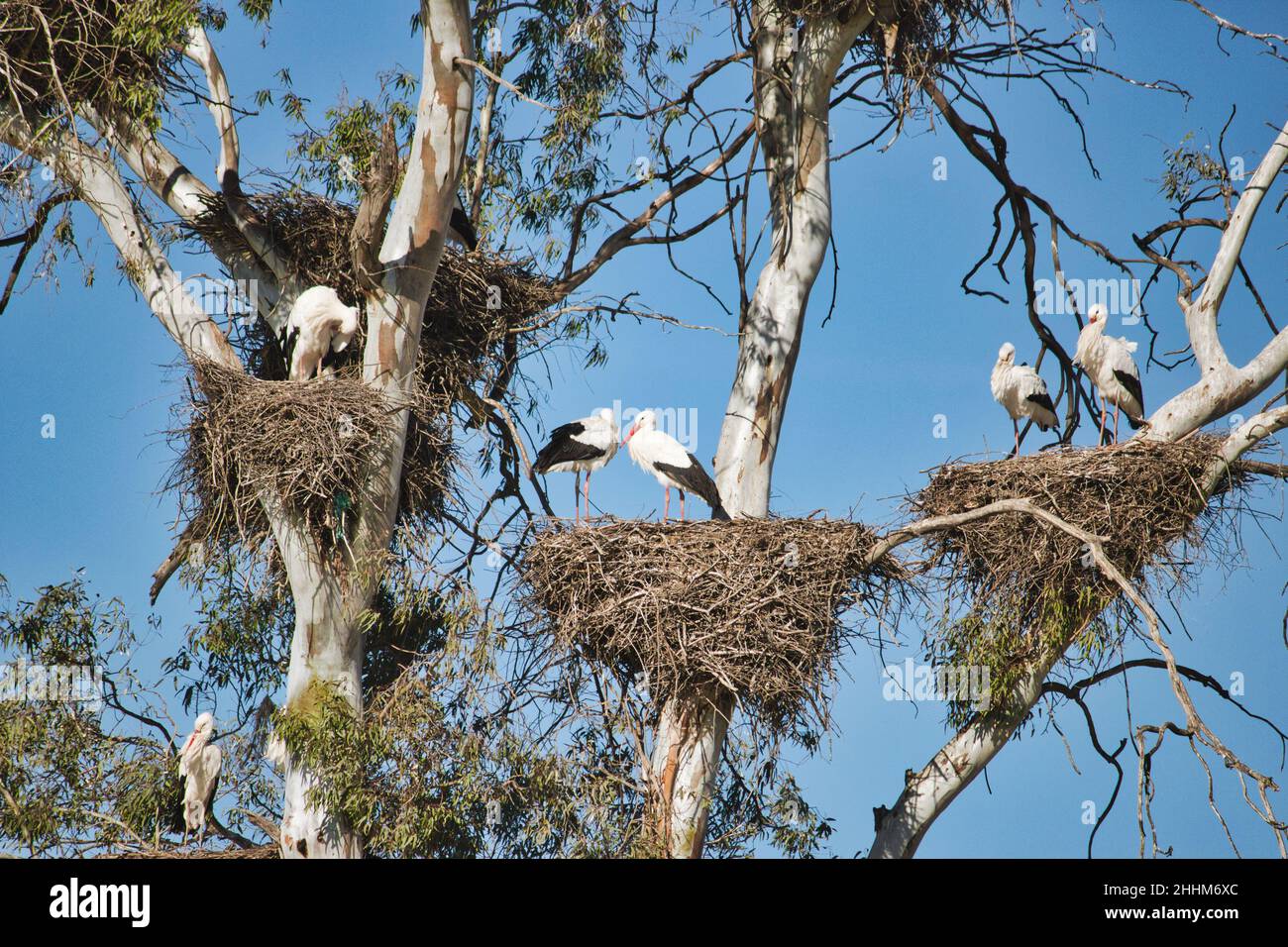 Eine große Gruppe von Störchen, die in großen Nestern in einem Baum ruhen Stockfoto