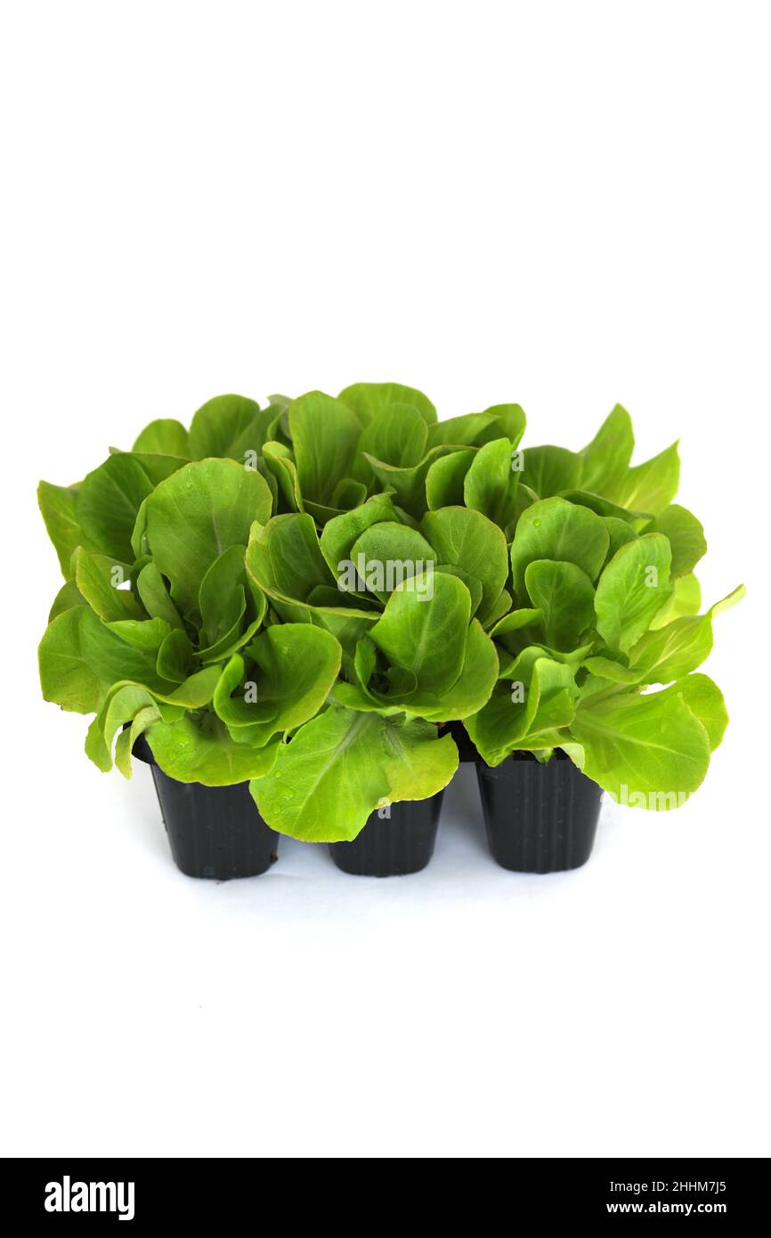 Salat, salanova-Sämlinge in einem Topf isoliert auf weißem Hintergrund. Bio-Garten, Pflanzen in Kunststoffzellen. Speicherplatz kopieren Stockfoto Salat, salanova-Sämlinge in einem Topf isoliert auf weißem Hintergrund. Bio-Garten, Pflanzen in Kunststoffzellen. Speicherplatz kopieren Stockfoto