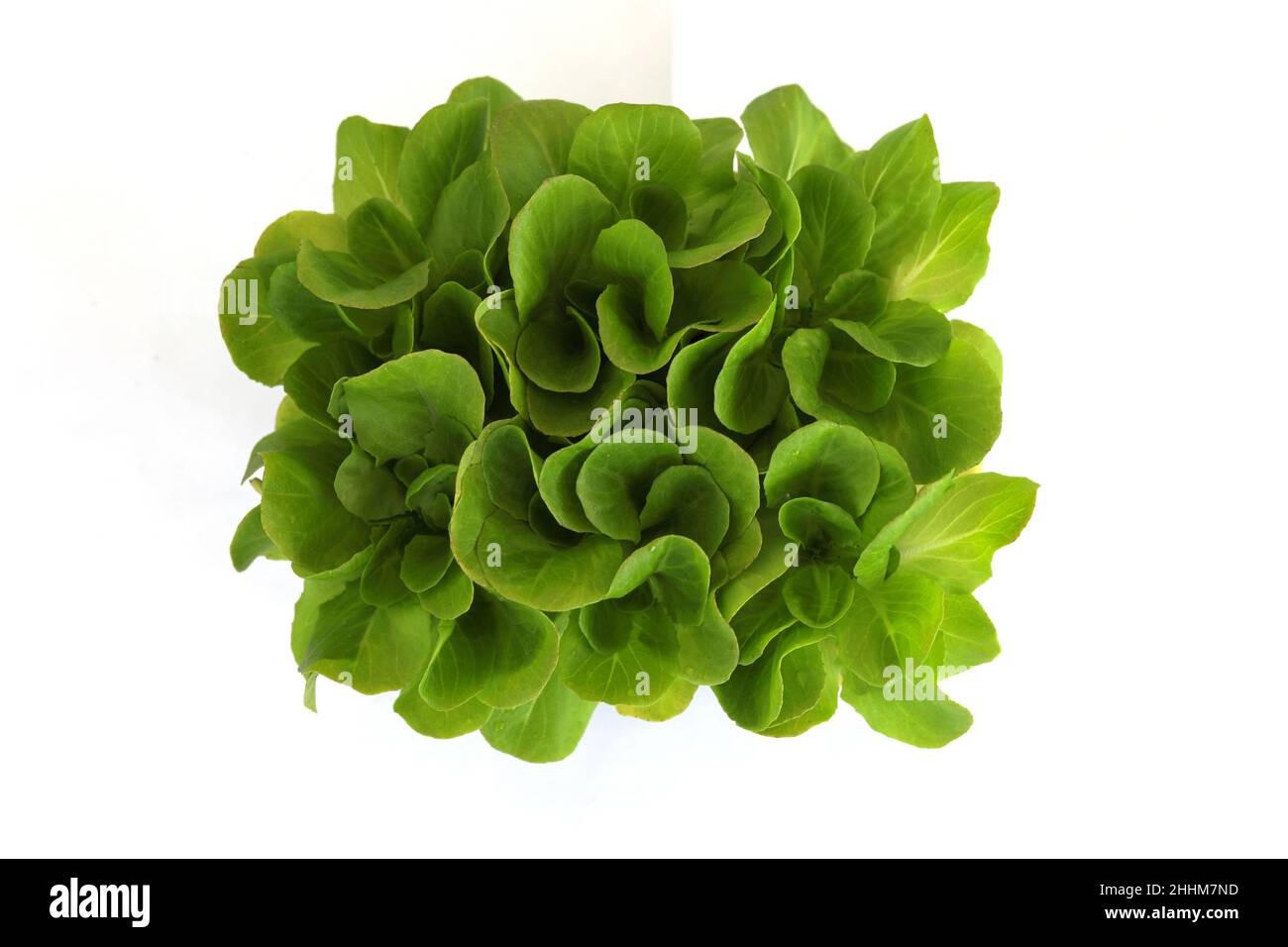 Salat, salanova-Sämlinge in einem Topf isoliert auf weißem Hintergrund. Bio-Garten, Pflanzen in Kunststoffzellen. Speicherplatz kopieren Stockfoto