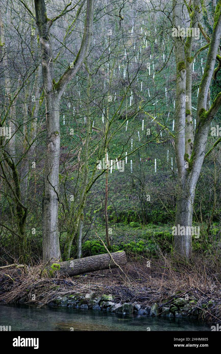 Neue Baumpflanzungen im Lathkill Dale National Nature Reserve, Peak District National Park, Derbyshire, England Stockfoto