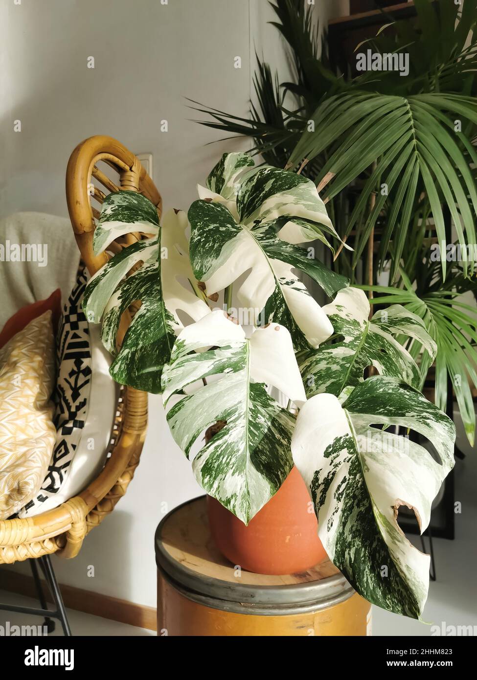 Monstera albo borsigiana oder variierte Monstera, Vollpflanze in einem  Blumentopf vor weiem Hintergrund. Seltene und teure Pflanze  Stockfotografie - Alamy