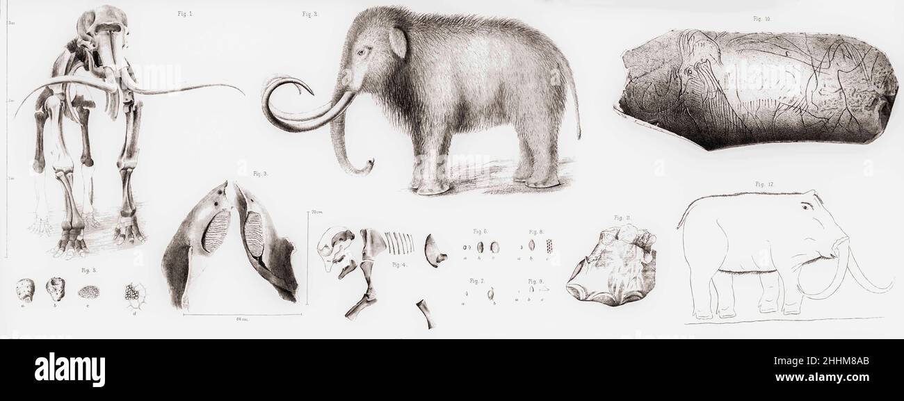 Zeichnungen des ausgestorbenen wolligen Mammuts, Mammuthus primigenius, plus ausgegrabene Fragmente. Abb. 10 zeigt ein Stück Elfenbein mit dem Umriss eines darin eingemeißelten wolligen Mammuts. Nach einem Stich, der 1892 von der Zürcher Naturforschungs-Gesellschaft veröffentlicht wurde. Stockfoto