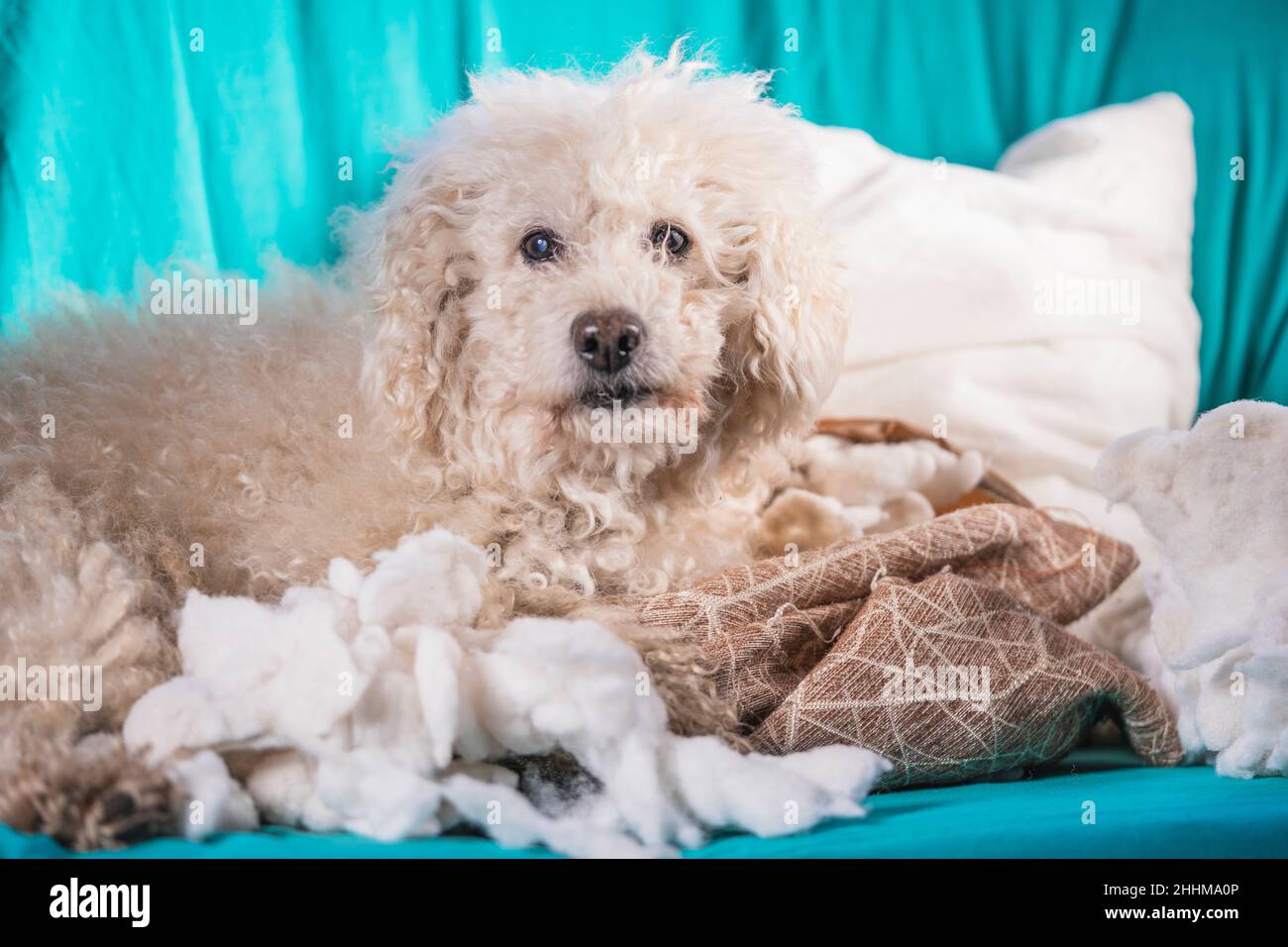 Der schuldige Hund zerstörte das Kissen zu Hause. Brauner Pudel sitzt zwischen den Resten eines Kissens Stockfoto