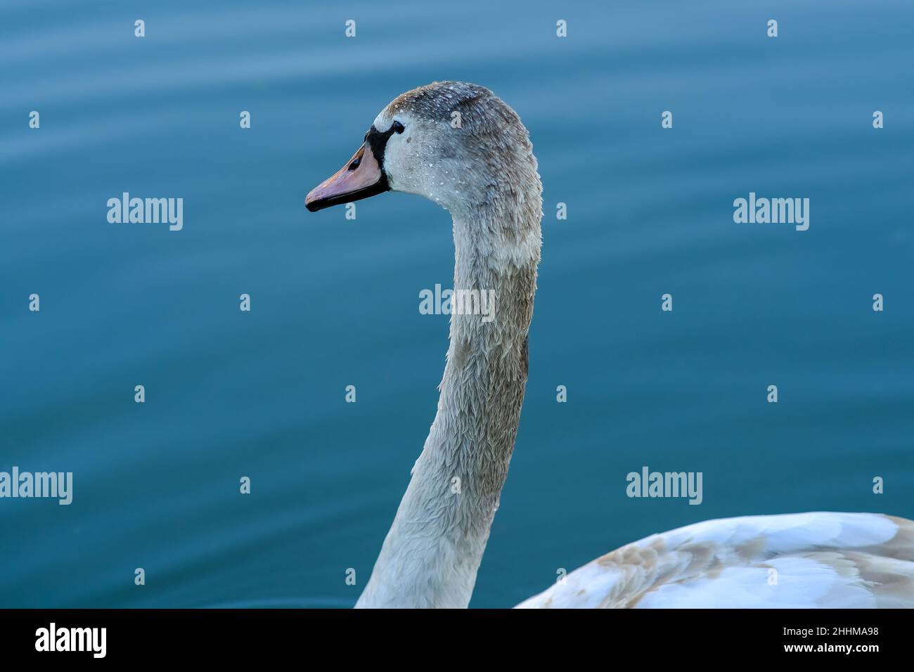 Nahaufnahme eines wunderschönen Schwans, der auf einem schwarz-weißen See schwimmt Stockfoto