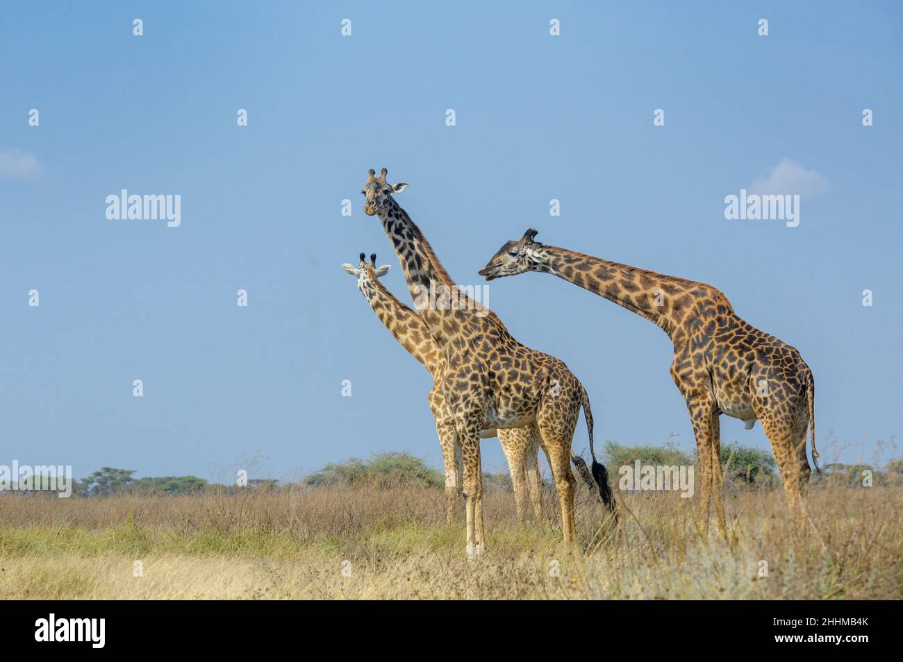 Drei Masai-Giraffen (Giraffa camelopardalis tippelskirchii), die auf Savanne gehen, Männchen, das Weibchen zur Paarung riecht, Ngorongoro Conservation Area, Ta Stockfoto