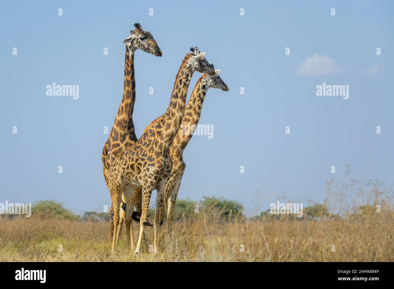 Drei Masai-Giraffen (Giraffa camelopardalis tippelskirchii) auf Savanne, Männchen folgt dem Weibchen zur Paarung, Ngorongoro CA, Tansania Stockfoto