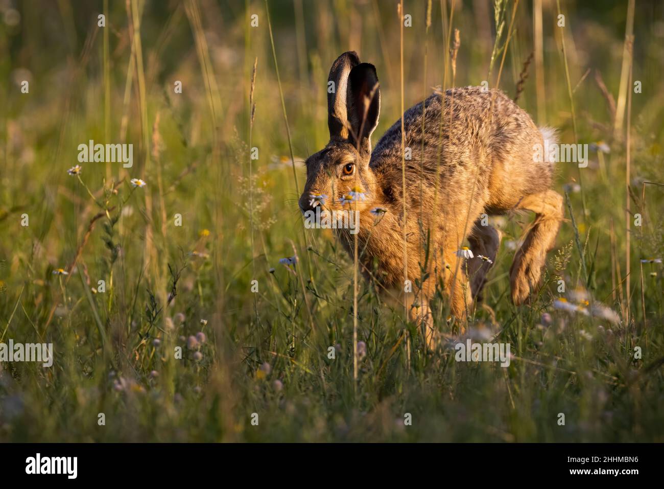 Brauner Hase springt im Gras im Sonnenlicht des Frühlings Stockfoto