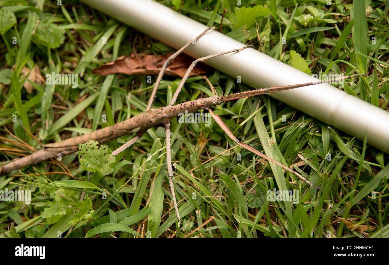 Australische weibliche Titan Stick Insekt, Acrophylla titan, in rauem Gras Erforschung Griff des Garten Rechen. Queensland, Sommer. Stockfoto