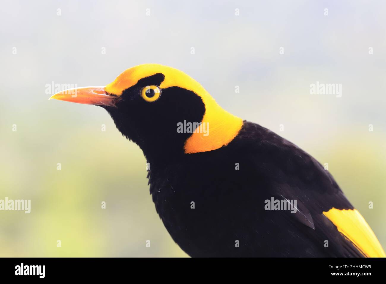 Regenbogenvögel Nahaufnahme des Männchens Stockfoto