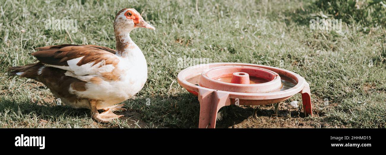 Moschus oder indo-Ente auf einem Bauernhof in der Natur auf Gras und Trinkschale. Zucht von Geflügel in kleinräumigen heimischen Landwirtschaft. Adultes Tier Weibchen braun weiß Stockfoto