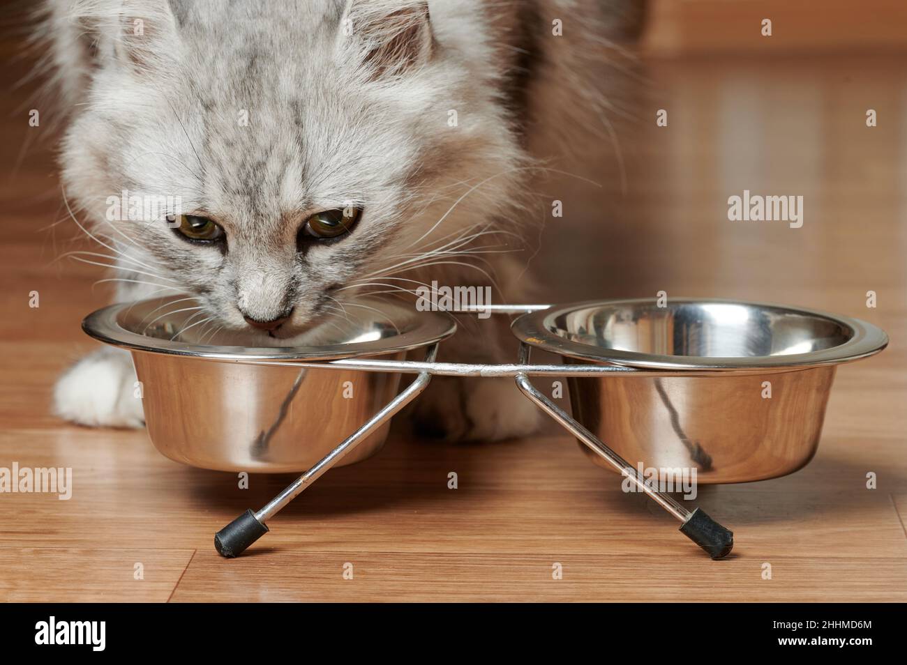 Macto von Katze aus Metallschale in Holzboden essen Stockfoto