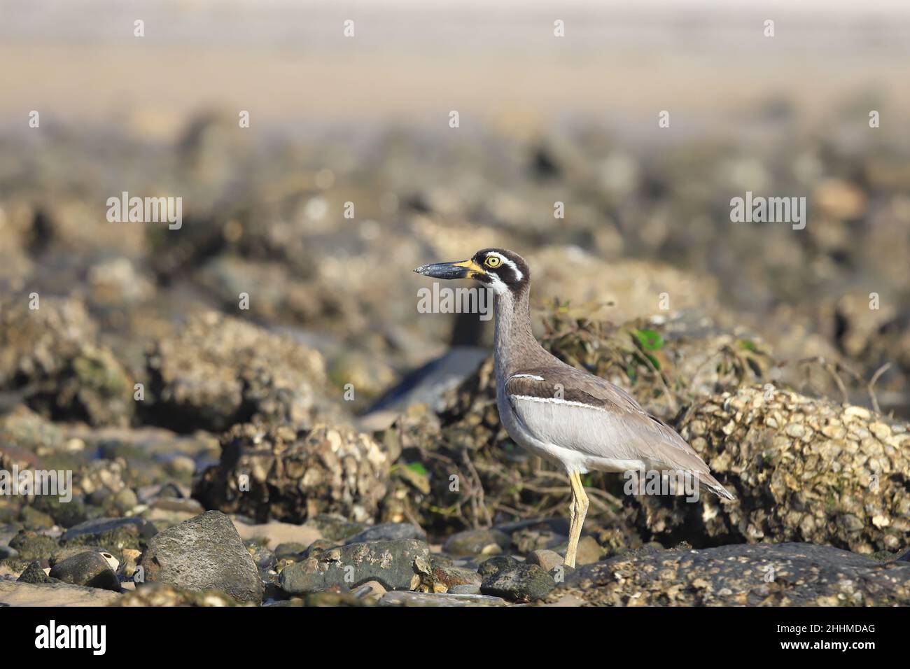 Strandkellew Stockfoto