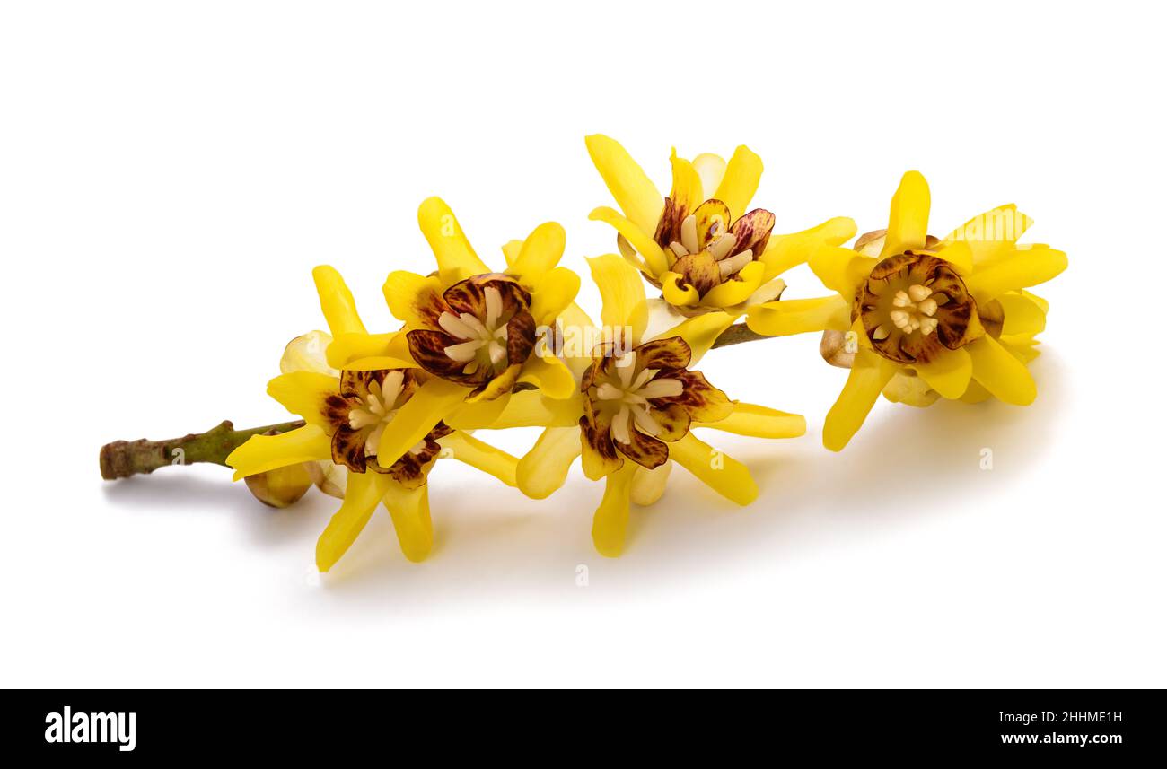 Wintersweet oder Chimonanthus Blumen auf weißem Hintergrund Stockfoto