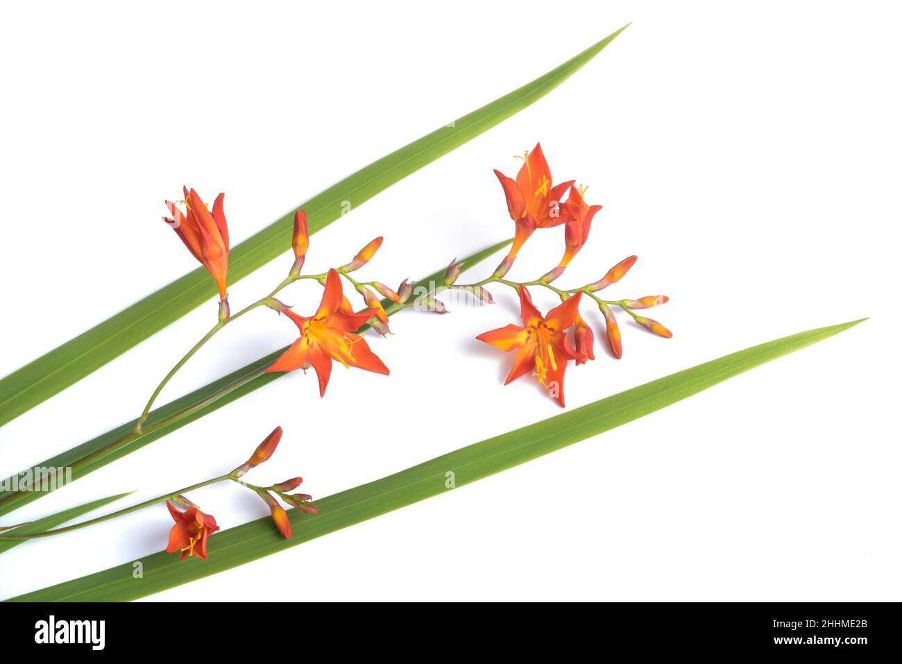 Montbretia Blumen (Crocosmia aurea) auf weißem Hintergrund Stockfoto