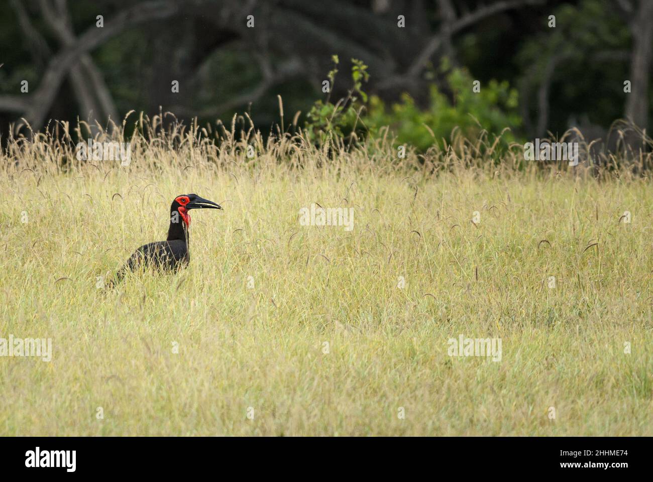 Südgrundhornbill - Bucorvus leadbeateri, großer Spezialgrundvögel aus afrikanischen Büschen und Savannen, Taita-Hügeln, Kenia. Stockfoto