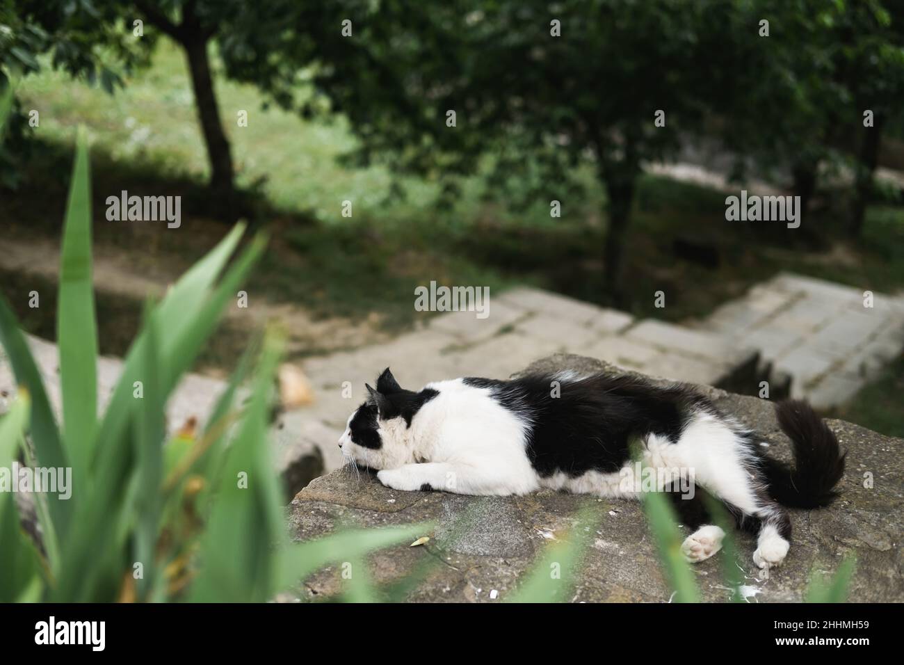 Schwarz-weiße Smokingkatze liegt auf der Straße zwischen Pflanzen und Bäumen Stockfoto