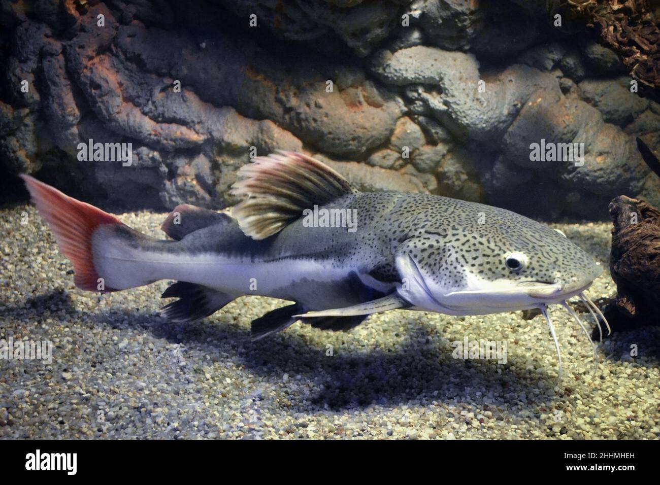 Phractocephalus hemioliopterus - grauer, gepunkteter rotschwanzwels Stockfoto