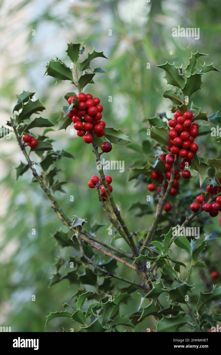 Zweige von Ilex opaca Aiton oder amerikanischer Stechpalme mit Beeren und Blättern Stockfoto