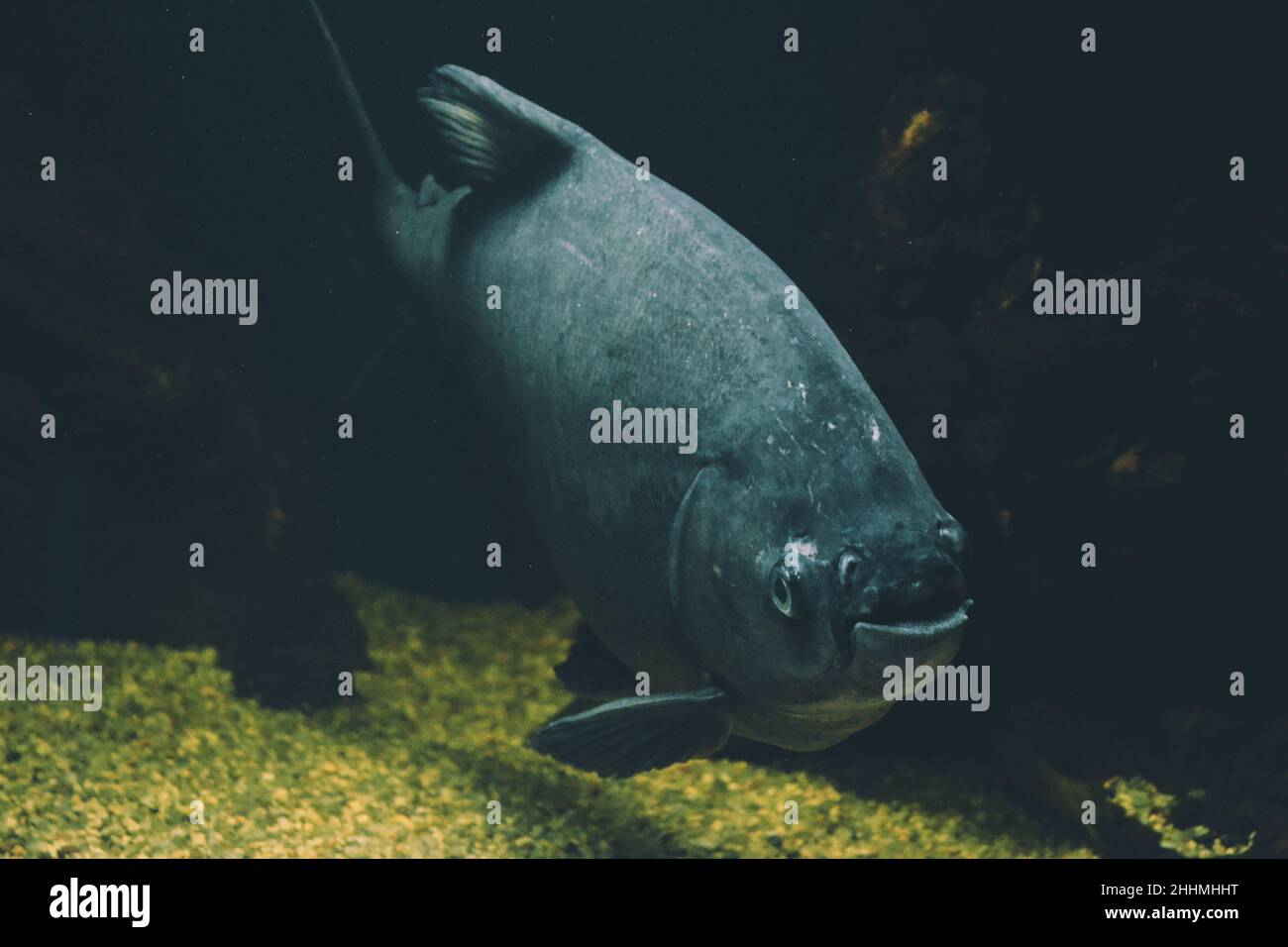 Gray Piranha - Serrasalmidae Fische schwimmen Stockfoto