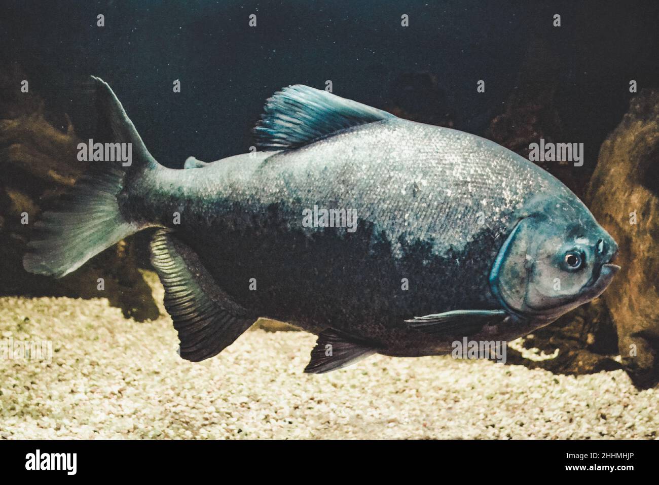 Gray Piranha - Serrasalmidae Fische schwimmen Stockfoto