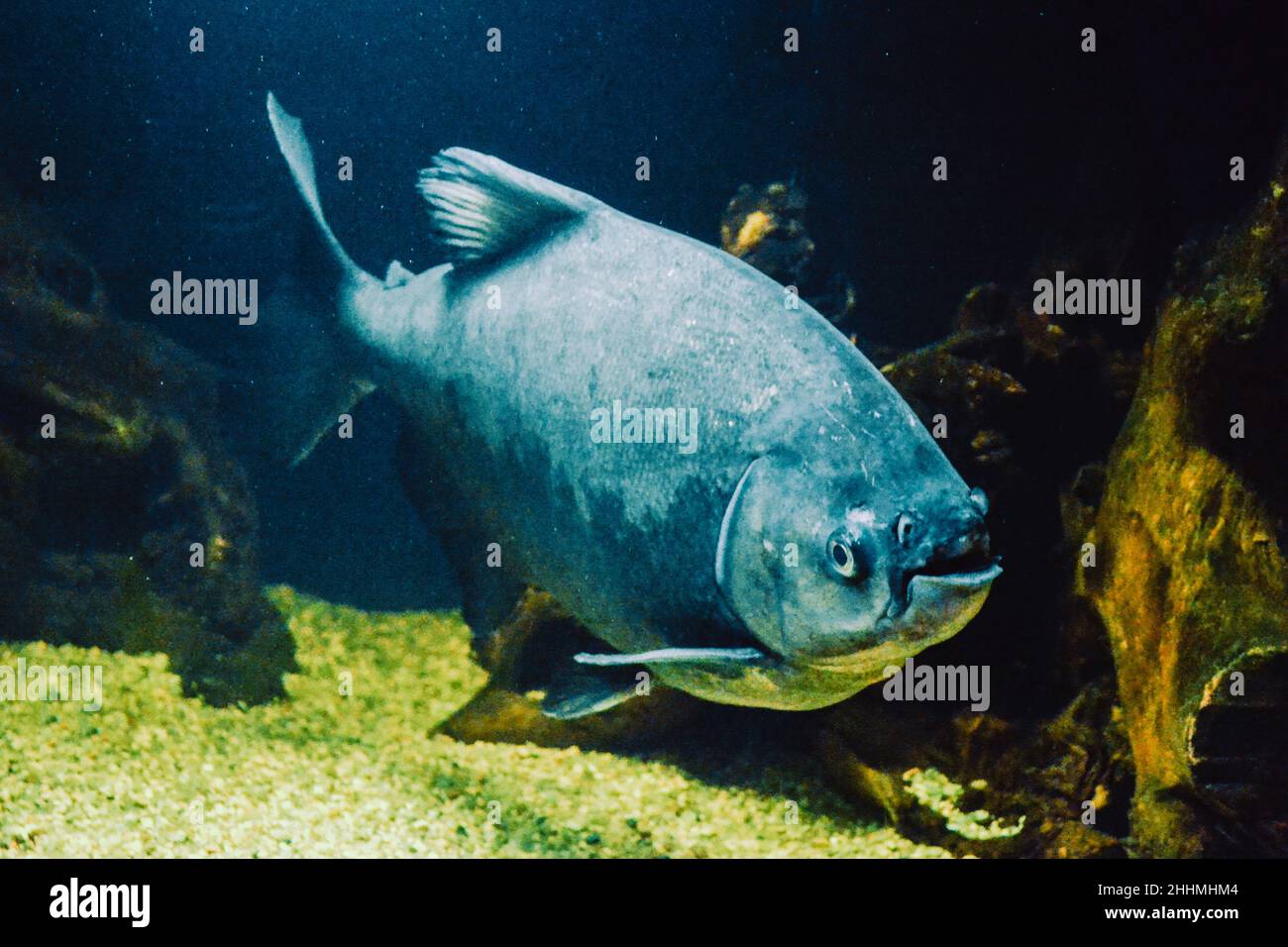 Gray Piranha - Serrasalmidae Fische schwimmen Stockfoto