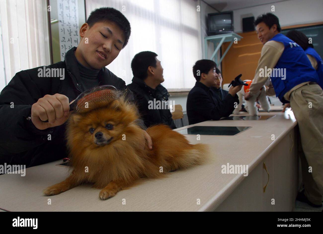 HUNDEPFLEGE AM INSTITUT FÜR JUGENDLICHE. HUNDE BESUCHEN VON SAMSUNG EVERLAND ZWINGER. DIE ZWINGERINNEN SIND AN DER AUSBILDUNG VON BLINDENHUNDEN, HÖRHUNDEN FÜR GEHÖRLOSE, SUCH- UND RETTUNGSHUNDEN SOWIE AN DER ZUCHT VON HUNDEN FÜR DAS PERSONAL ALS PETS.KOREA BETEILIGT. BILD : GARYROBERTSPHOTO.COM Stockfoto