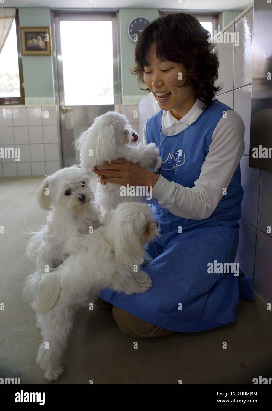 MITARBEITER DER SAMSUNG EVERLAND ZWINGER. DIE ZWINGERINNEN SIND AN DER AUSBILDUNG VON BLINDENHUNDEN, HÖRHUNDEN FÜR GEHÖRLOSE, SUCH- UND RETTUNGSHUNDEN SOWIE AN DER ZUCHT VON HUNDEN FÜR DAS PERSONAL ALS PETS.KOREA BETEILIGT. BILD : GARYROBERTSPHOTO.COM Stockfoto