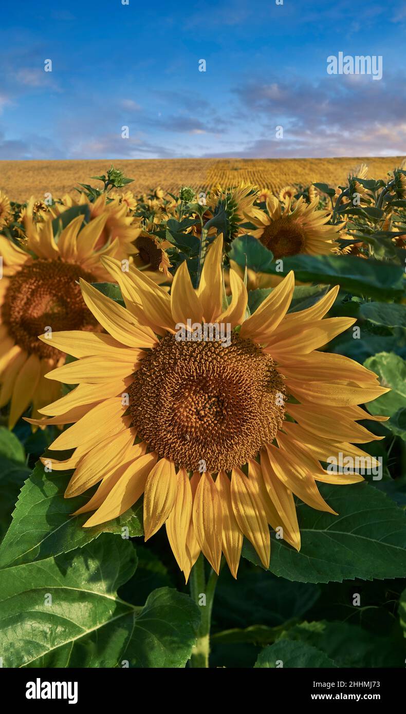 Sonnenblumenköpfe blühen in einem Sonnenblumenfeld in der frühmorgenden Sonne (Helianthus Annus). Öffnen Sie gelbe Sonnenblumenköpfe in einem Loire-Feld. Stockfoto