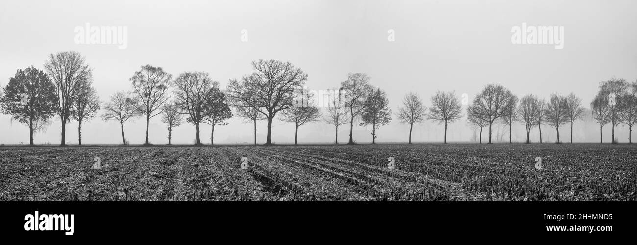 Panoramablick auf die flache Farmlandschaft im Osten Hollands in Schwarz-Weiß Stockfoto