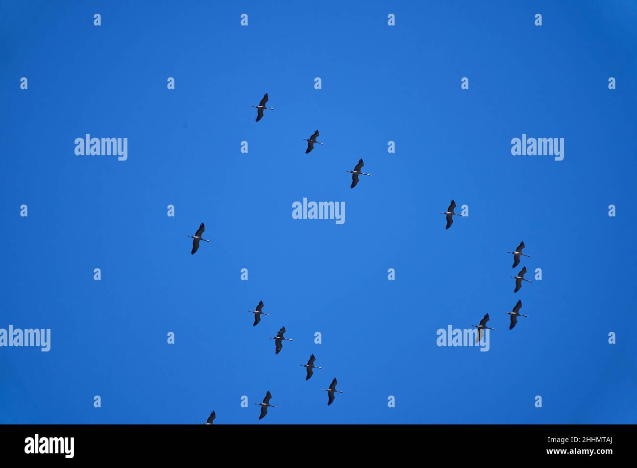 Gewöhnliche Kraniche, Grus grus, ziehen nach dem Sommer hoch gegen den blauen Himmel in typischer V-Formation nach Süden. Stockfoto