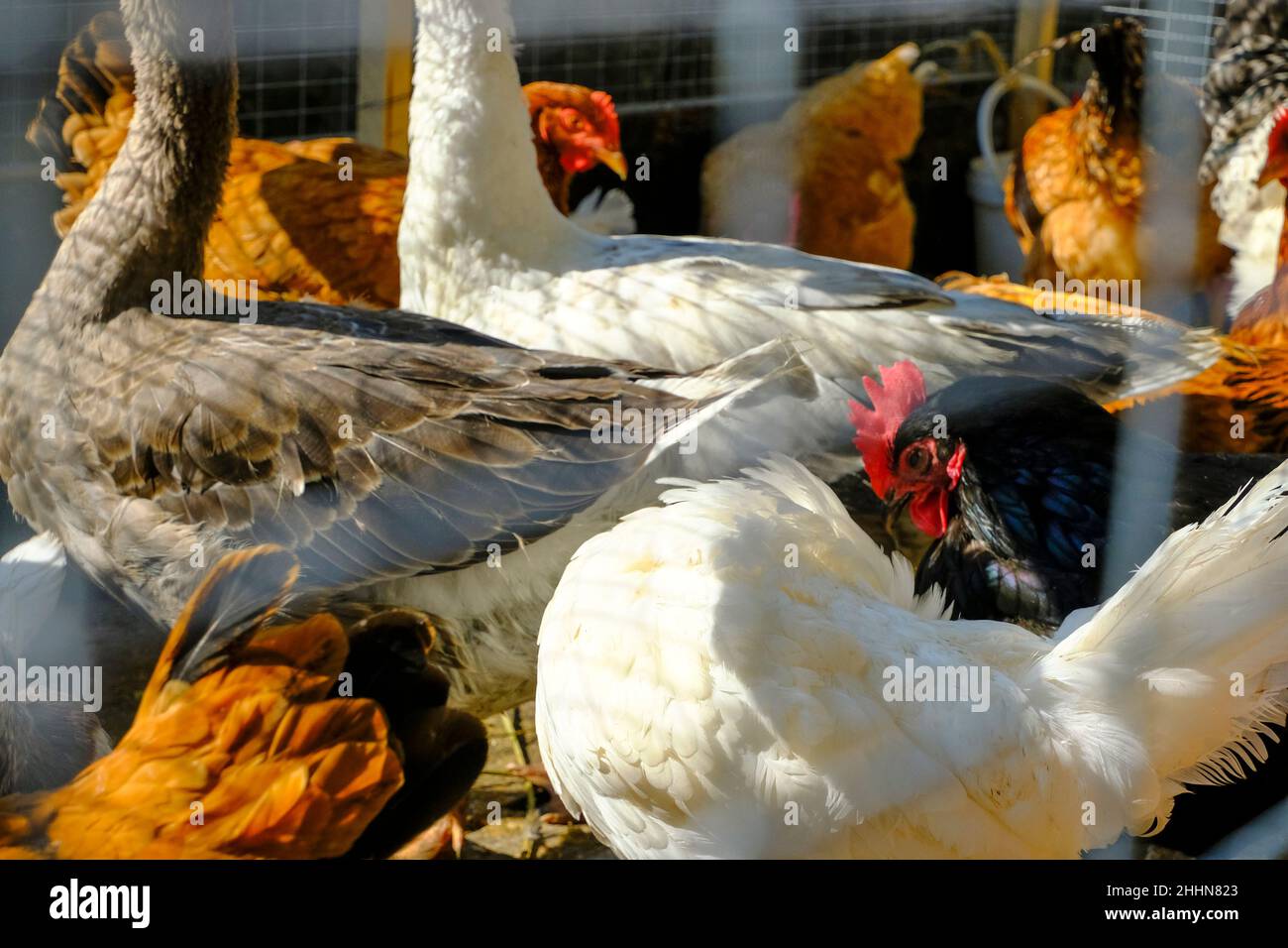 Viele weiße Hummer, braune Hennen über Hennen in der Nähe des Bauernhofs. Landwirtschaftliche Tiere. Haustiere Stockfoto