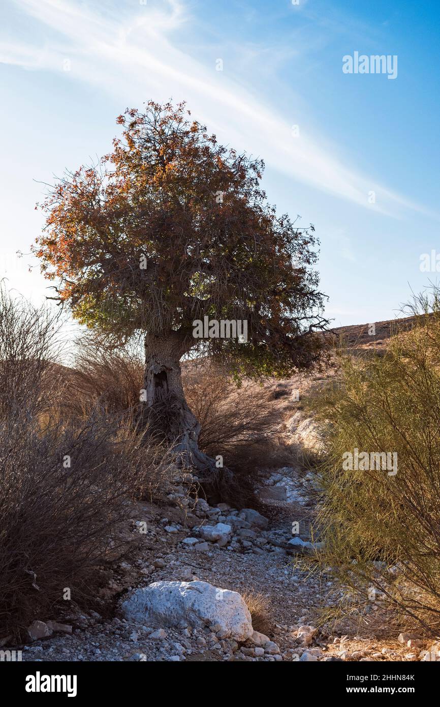 Pistazien-Pistazien-atlantischer Baum mit Hintergrundbeleuchtung in einem sandigen trockenen Bachbett im Negev in Israel mit blauem Himmel und wispigen Wolken im Hintergrund Stockfoto