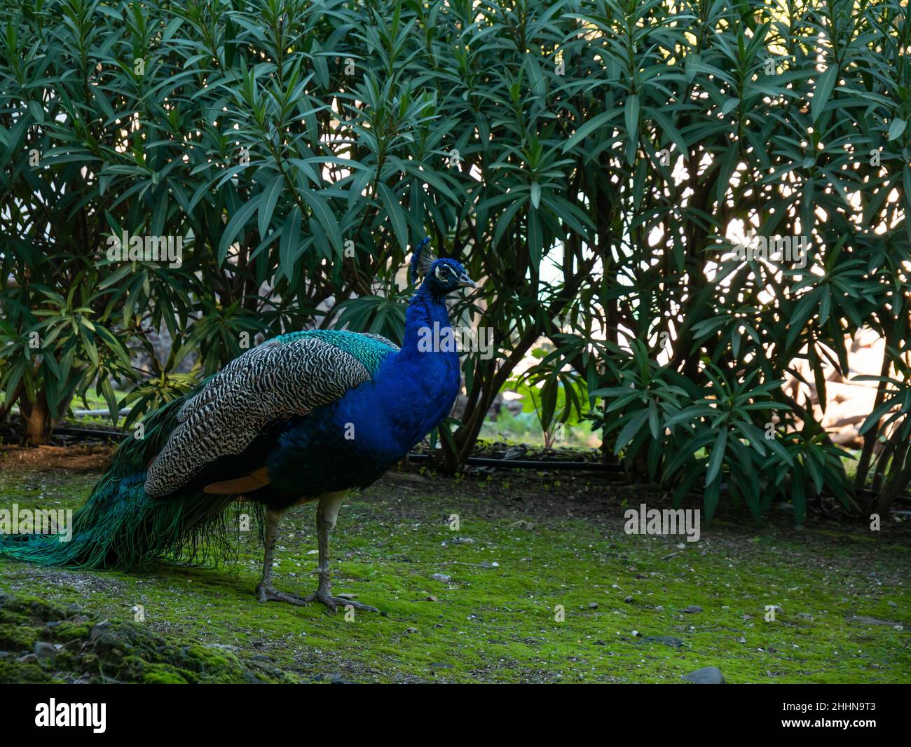 Nahaufnahme Porträt-Profil eines männlichen Pfaus in der Natur, Ganzkörper-Pfau im Profil Stockfoto