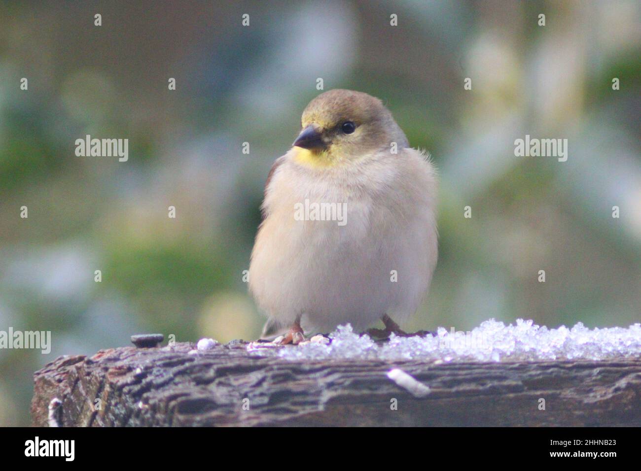 Unreifer/weiblicher amerikanischer Goldfinch (Spinus tristis), der an einem verschneiten Tag auf einem Hinterhof-Geländer thront. Stockfoto