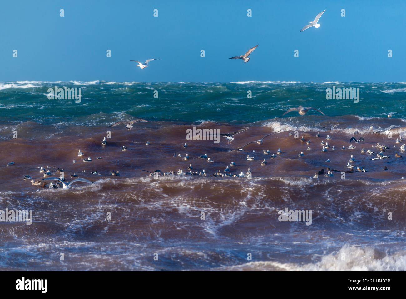 Wasservögel auf der Suche nach einem ruhigeren Ort bei stürmischen Wetterbedingungen, Nordseeinsel Helgoland, Norddeutschland, Mitteleuropa Stockfoto