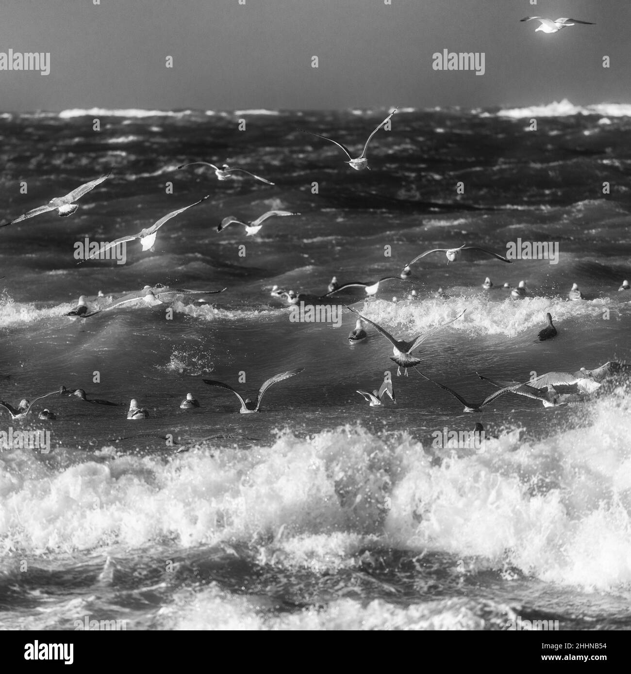 Wasservögel auf der Suche nach einem ruhigeren Ort bei stürmischen Wetterbedingungen, Nordseeinsel Helgoland, Norddeutschland, Mitteleuropa Stockfoto