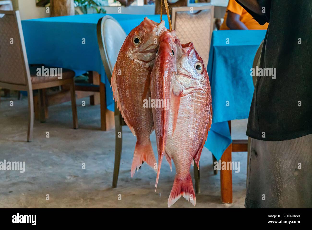 Frische rote Schnapper, die von Fisherman, Sansibar, Tansania, ins Restaurant gebracht wurden. Stockfoto