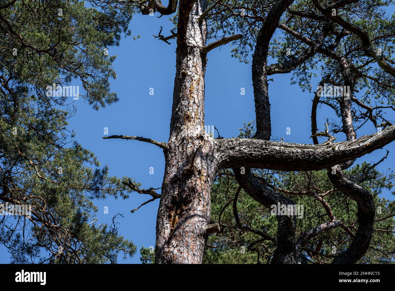 Kiefern unter blauem Himmel. Eine Kiefer ist jede Konifere der Gattung Pinus der Familie Pinaceae Stockfoto