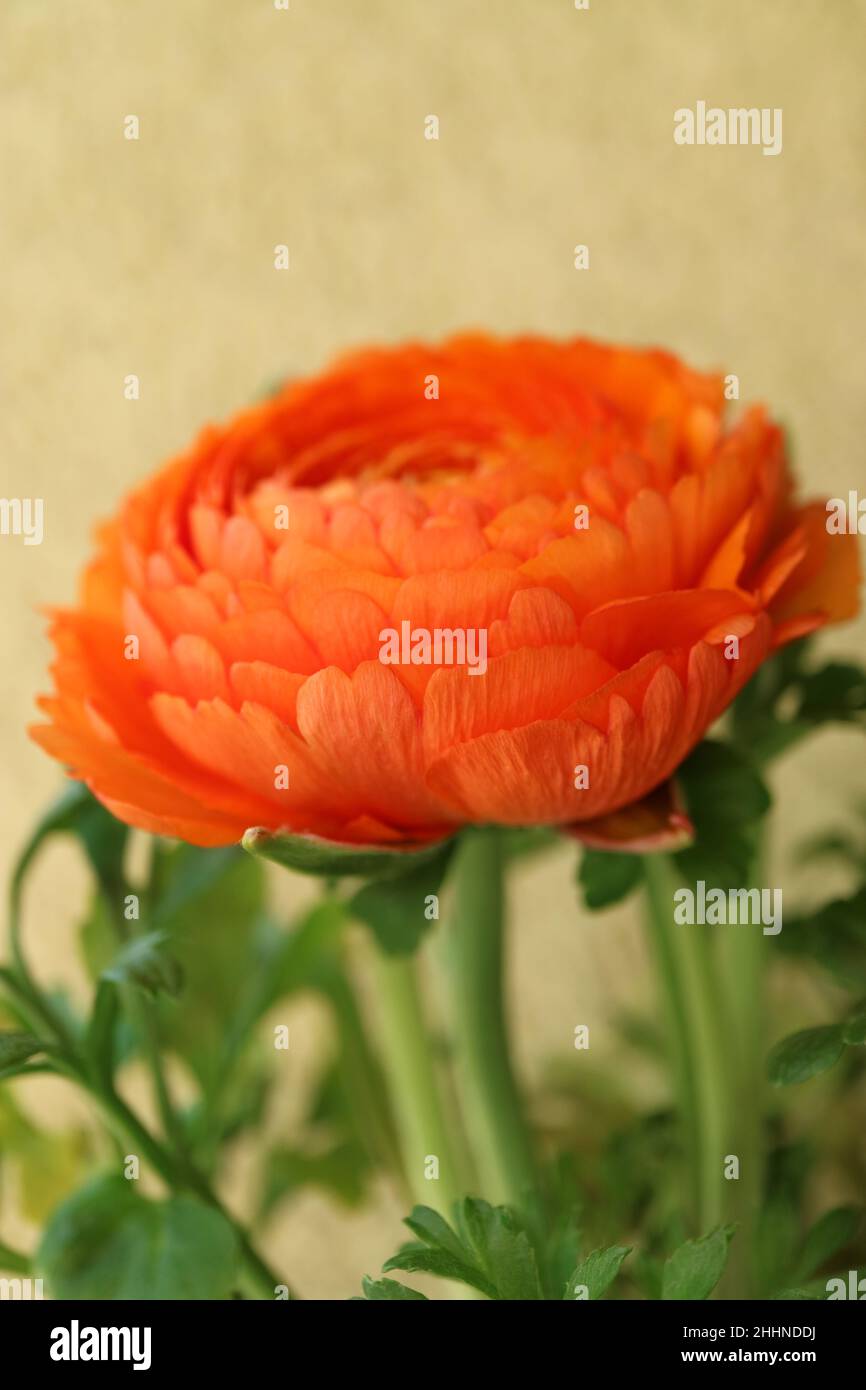 Orangefarbene Ranunculus auf gelbem Wandhintergrund, orangefarbene Ranunculus mit zarten Blütenblättern, Knospen und grünen Blättern, blühendes Blütenmakro, Blume Stockfoto